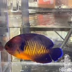 終了　海水魚　ルリヤッコ①