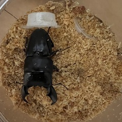 スマトラオオヒラタクワガタ オス