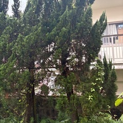 木　３本