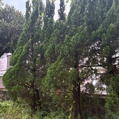 木　３本の画像