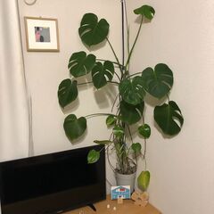 【引取先決定】🔴観葉植物①モンステラの画像