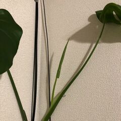 【引取先決定】🔴観葉植物①モンステラの画像
