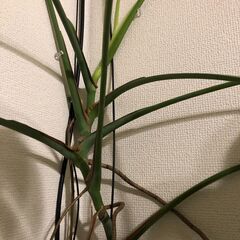 【引取先決定】🔴観葉植物①モンステラの画像