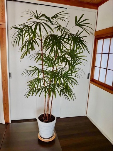 観葉植物 シュロチク(棕櫚竹)
