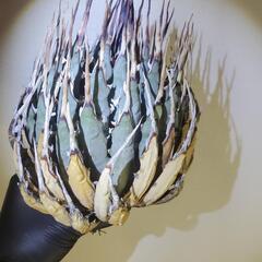 植物　アガベ　ユタエンシス　エボリスピナ　現地球　ベアルート　②の画像