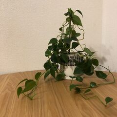 値下げ🔴観葉植物③鉢植えフィロデンドロン