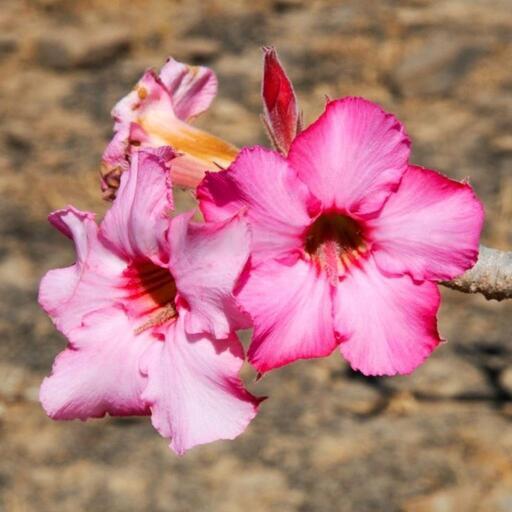 植物　アデニウム　オベスム　種子500粒
