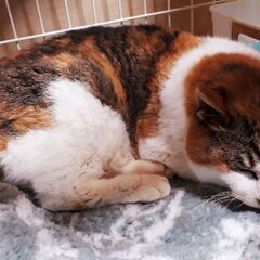 年齢不詳の三毛猫さんの里親様募集🐱 - 鳥栖市