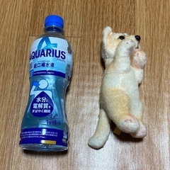 【新品・未使用】たっちいZoo ★　犬　ぬいぐるみ　人気　①の画像