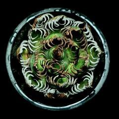 植物　アガベ　ホリダ　種100粒