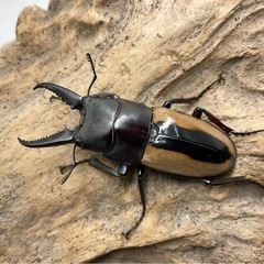 フルストルファーノコギリクワガタ　ペア　配送可能