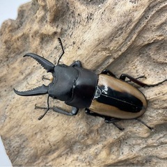 フルストルファーノコギリクワガタ　ペア　配送可能の画像