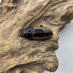 フルストルファーノコギリクワガタ　ペア　配送可能の画像