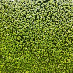 浮草を格安で販売します。