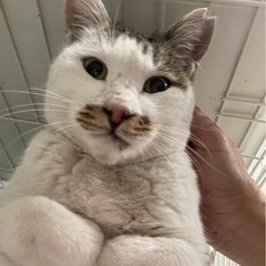優しくて大人しい飼いやすい子です！