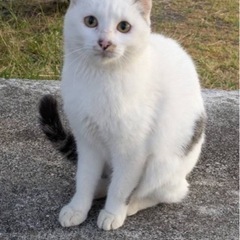 里親募集　さくら耳　おてんばさん