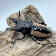 フルストルファーノコギリクワガタ　ペア②