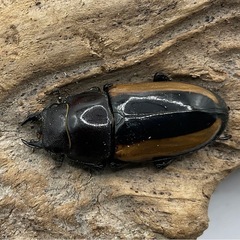 フルストルファーノコギリクワガタ　ペア②の画像