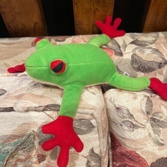 アカメアマガエル