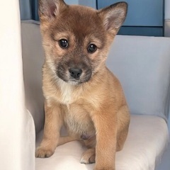 💕約2ヶ月の子犬里親緊急募集💕