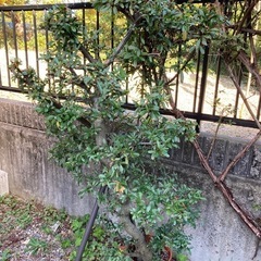 ピラカンサ　庭木