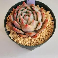 エケベリア