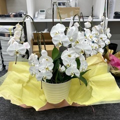 胡蝶蘭　植木鉢付