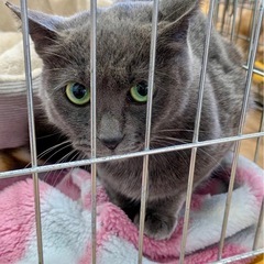 仮名あんこ　グレーメス