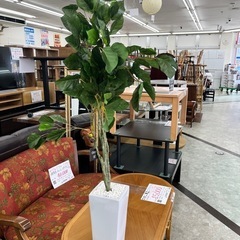 【お持ち帰り大特価】doris コーヒーツリー　人工観葉植物