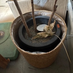 【現状渡】プランター、鉢、現状渡し、まとめての画像