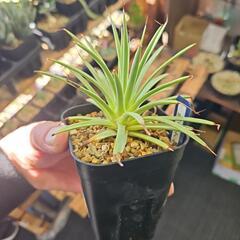 アガベ　吹上ストリクタ　ナナ(小型タイプ)　1鉢⭕細かい葉がキレイの画像