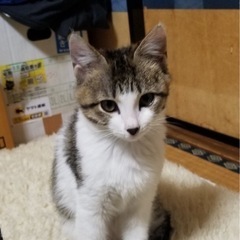 控えめな性格の女の子！生後二ヶ月 - 猫
