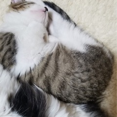 控えめな性格の女の子！生後二ヶ月 − 鳥取県