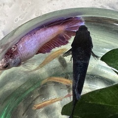 熱帯魚　ベタ　オトシンクルス　