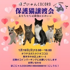 💛可愛い猫さんの譲渡会🧡