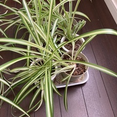 【再値下げ】観葉植物 オリヅルラン １鉢の画像