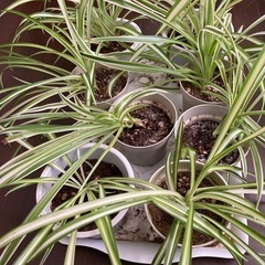 【再値下げ】観葉植物 オリヅルラン １鉢の画像