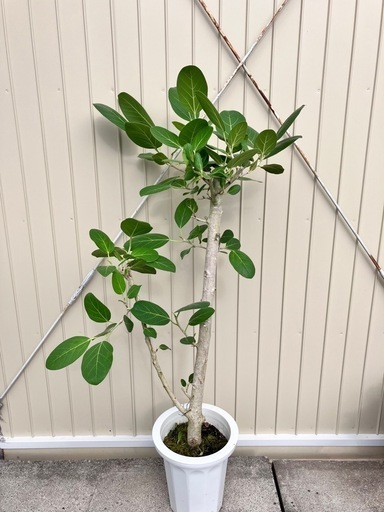 観葉植物　フィカス　ベンガレンシス