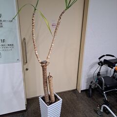ユッカ★造花では無いです。
