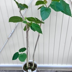 観葉植物　フィカス　ウンベラータ