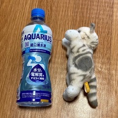 【新品・未使用】たっちいZoo ★　にゃんこ ぬいぐるみ　人気の画像