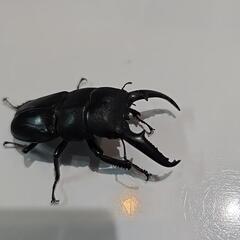 ツシマヒラタクワガタ