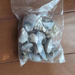 ヤドカリ飼育セットの画像