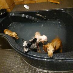 ミニチュアダックスフント　レッド　オス　去勢手術やマイクロチップや予防接種など全て済ませました。わたくしには初対面から一切咬む様子ありませんが咬傷歴あります　トライアル先でもかんだそうです − 三重県