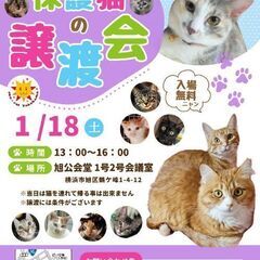 保護猫の譲渡会 1/18(土) @ sun＊cat Yokohama