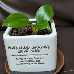 ミニ観葉植物/フィロデンドロン /お取り引き予定者様有り。