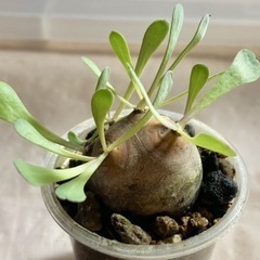 多肉植物　オトンナカカリオイデス　2.5センチ　塊根植物