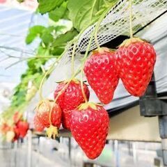 【10名参加 残り1名】1/18(土) いちご狩り🍓+動物園🐹+...