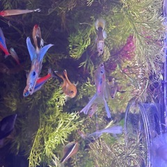 熱帯魚差し上げます。