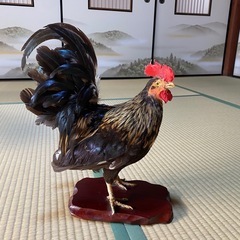 ニワトリ　剥製の画像
